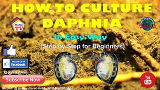 HOW TO CULTURE DAPHNIA In Easy Way [upl. by Nilahs]