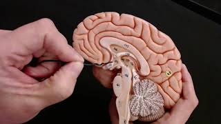 Brain Anatomy Review and Quiz [upl. by Deny185]