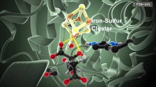 How Enzymes Work from PDB101 [upl. by Namyaw400]