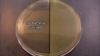 UV effects on bacteria timelapse [upl. by Yellac]