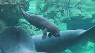 Acquario di Genova ecco un cucciolo di lamantino [upl. by Areikahs]