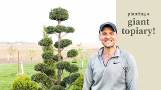 Planting a Giant Topiary [upl. by Trevor]